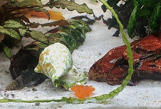 Nachwuchs im Aquarium 