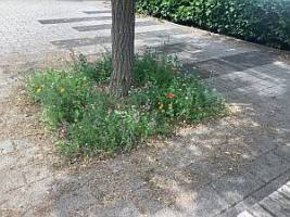 Pflanzen im Schulhof